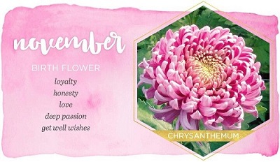 November born month flower, chrysanthemum