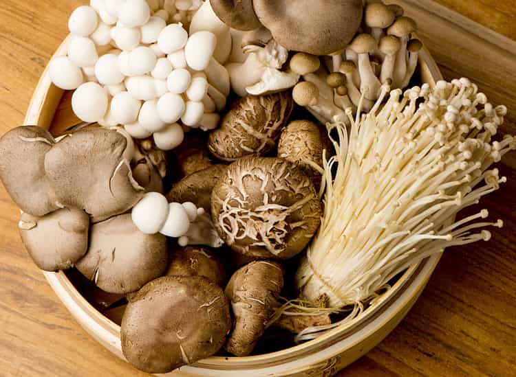 Uses of Mushrooms